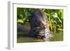 Brazil. Giant river otter eating fish in the Pantanal.-Ralph H. Bendjebar-Framed Photographic Print
