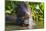 Brazil. Giant river otter eating fish in the Pantanal.-Ralph H. Bendjebar-Mounted Photographic Print