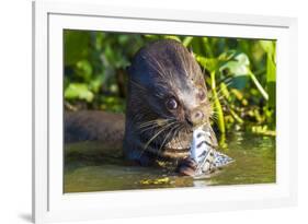 Brazil. Giant river otter eating fish in the Pantanal.-Ralph H. Bendjebar-Framed Premium Photographic Print
