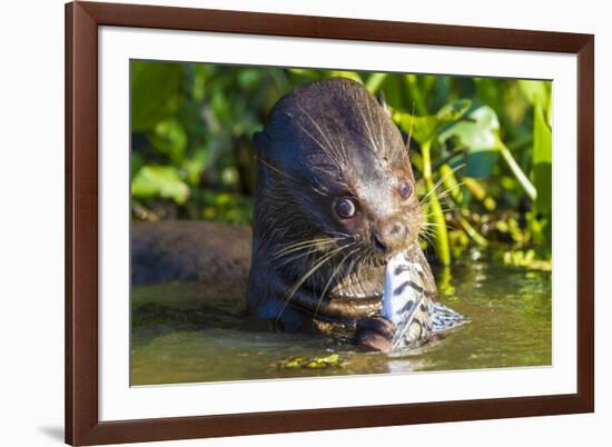 Brazil. Giant river otter eating fish in the Pantanal.-Ralph H. Bendjebar-Framed Premium Photographic Print