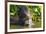 Brazil. Giant river otter eating fish in the Pantanal.-Ralph H. Bendjebar-Framed Premium Photographic Print