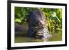 Brazil. Giant river otter eating fish in the Pantanal.-Ralph H. Bendjebar-Framed Premium Photographic Print