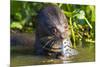Brazil. Giant river otter eating fish in the Pantanal.-Ralph H. Bendjebar-Mounted Premium Photographic Print