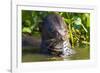 Brazil. Giant river otter eating fish in the Pantanal.-Ralph H. Bendjebar-Framed Photographic Print