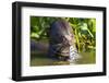 Brazil. Giant river otter eating fish in the Pantanal.-Ralph H. Bendjebar-Framed Photographic Print