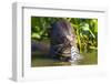 Brazil. Giant river otter eating fish in the Pantanal.-Ralph H. Bendjebar-Framed Photographic Print