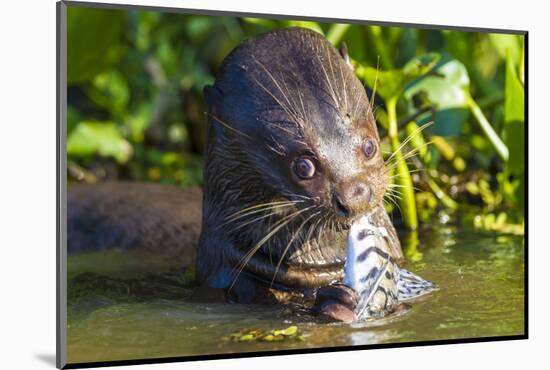 Brazil. Giant river otter eating fish in the Pantanal.-Ralph H. Bendjebar-Mounted Photographic Print