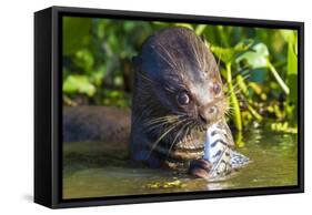 Brazil. Giant river otter eating fish in the Pantanal.-Ralph H. Bendjebar-Framed Stretched Canvas