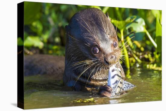 Brazil. Giant river otter eating fish in the Pantanal.-Ralph H. Bendjebar-Stretched Canvas