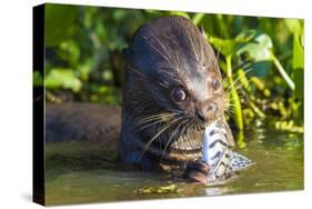 Brazil. Giant river otter eating fish in the Pantanal.-Ralph H. Bendjebar-Stretched Canvas