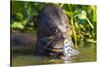 Brazil. Giant river otter eating fish in the Pantanal.-Ralph H. Bendjebar-Stretched Canvas
