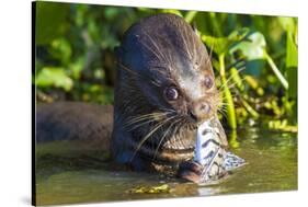 Brazil. Giant river otter eating fish in the Pantanal.-Ralph H. Bendjebar-Stretched Canvas