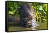 Brazil. Giant river otter eating fish in the Pantanal.-Ralph H. Bendjebar-Framed Stretched Canvas
