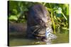 Brazil. Giant river otter eating fish in the Pantanal.-Ralph H. Bendjebar-Stretched Canvas