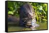 Brazil. Giant river otter eating fish in the Pantanal.-Ralph H. Bendjebar-Framed Stretched Canvas