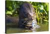 Brazil. Giant river otter eating fish in the Pantanal.-Ralph H. Bendjebar-Stretched Canvas