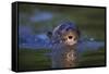 Brazil. Giant river otter swimming in the Pantanal.-Ralph H. Bendjebar-Framed Stretched Canvas