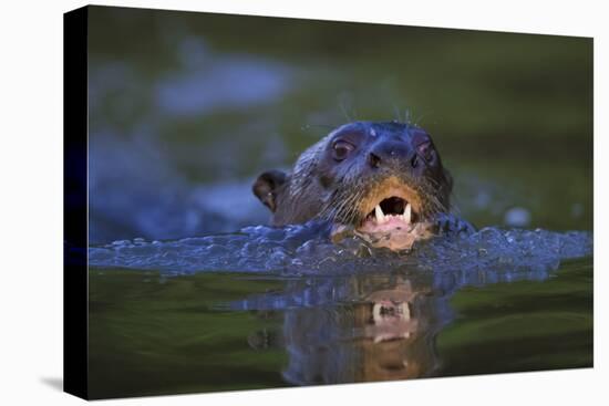 Brazil. Giant river otter swimming in the Pantanal.-Ralph H. Bendjebar-Stretched Canvas