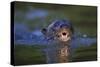 Brazil. Giant river otter swimming in the Pantanal.-Ralph H. Bendjebar-Stretched Canvas
