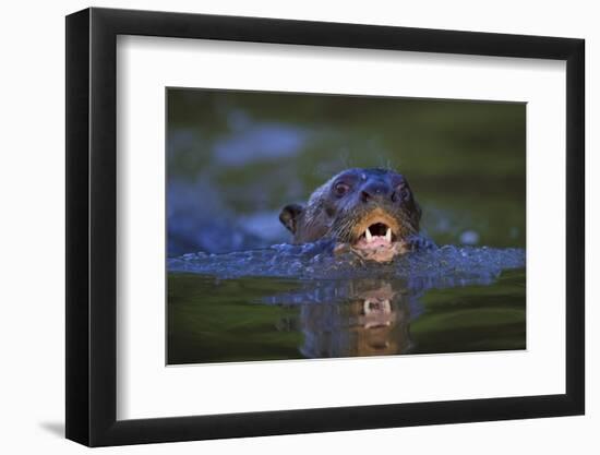 Brazil. Giant river otter swimming in the Pantanal.-Ralph H. Bendjebar-Framed Photographic Print