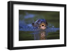 Brazil. Giant river otter swimming in the Pantanal.-Ralph H. Bendjebar-Framed Photographic Print