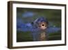 Brazil. Giant river otter swimming in the Pantanal.-Ralph H. Bendjebar-Framed Photographic Print