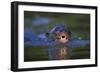 Brazil. Giant river otter swimming in the Pantanal.-Ralph H. Bendjebar-Framed Photographic Print