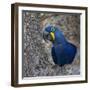 Brazil. Hyacinth macaw in the Pantanal.-Ralph H. Bendjebar-Framed Photographic Print