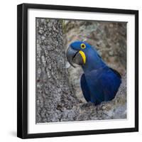 Brazil. Hyacinth macaw in the Pantanal.-Ralph H. Bendjebar-Framed Photographic Print