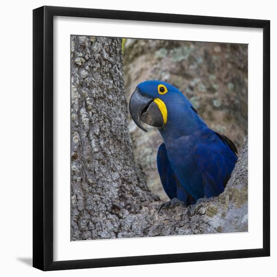 Brazil. Hyacinth macaw in the Pantanal.-Ralph H. Bendjebar-Framed Photographic Print