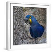 Brazil. Hyacinth macaw in the Pantanal.-Ralph H. Bendjebar-Framed Photographic Print