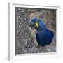 Brazil. Hyacinth macaw in the Pantanal.-Ralph H. Bendjebar-Framed Photographic Print