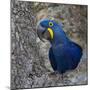 Brazil. Hyacinth macaw in the Pantanal.-Ralph H. Bendjebar-Mounted Photographic Print