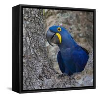 Brazil. Hyacinth macaw in the Pantanal.-Ralph H. Bendjebar-Framed Stretched Canvas