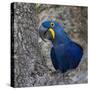 Brazil. Hyacinth macaw in the Pantanal.-Ralph H. Bendjebar-Stretched Canvas