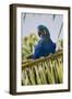 Brazil. Hyacinth macaw in the Pantanal.-Ralph H. Bendjebar-Framed Photographic Print