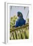 Brazil. Hyacinth macaw in the Pantanal.-Ralph H. Bendjebar-Framed Photographic Print