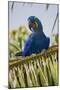 Brazil. Hyacinth macaw in the Pantanal.-Ralph H. Bendjebar-Mounted Photographic Print