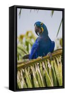 Brazil. Hyacinth macaw in the Pantanal.-Ralph H. Bendjebar-Framed Stretched Canvas