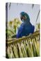 Brazil. Hyacinth macaw in the Pantanal.-Ralph H. Bendjebar-Stretched Canvas