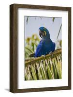 Brazil. Hyacinth macaw in the Pantanal.-Ralph H. Bendjebar-Framed Photographic Print