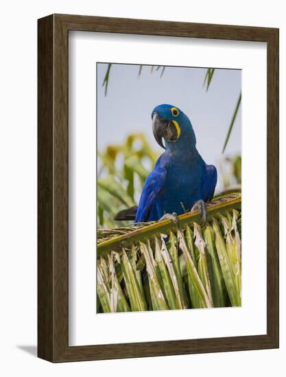 Brazil. Hyacinth macaw in the Pantanal.-Ralph H. Bendjebar-Framed Photographic Print