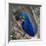 Brazil. Hyacinth macaw in the Pantanal.-Ralph H. Bendjebar-Framed Photographic Print