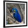 Brazil. Hyacinth macaw in the Pantanal.-Ralph H. Bendjebar-Framed Photographic Print