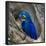 Brazil. Hyacinth macaw in the Pantanal.-Ralph H. Bendjebar-Framed Photographic Print