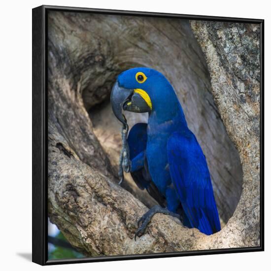 Brazil. Hyacinth macaw in the Pantanal.-Ralph H. Bendjebar-Framed Photographic Print