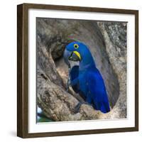 Brazil. Hyacinth macaw in the Pantanal.-Ralph H. Bendjebar-Framed Photographic Print