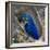 Brazil. Hyacinth macaw in the Pantanal.-Ralph H. Bendjebar-Framed Photographic Print