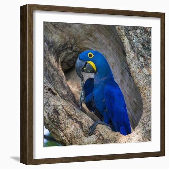 Brazil. Hyacinth macaw in the Pantanal.-Ralph H. Bendjebar-Framed Photographic Print