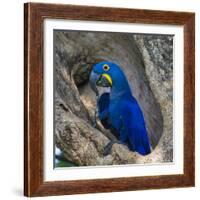 Brazil. Hyacinth macaw in the Pantanal.-Ralph H. Bendjebar-Framed Photographic Print